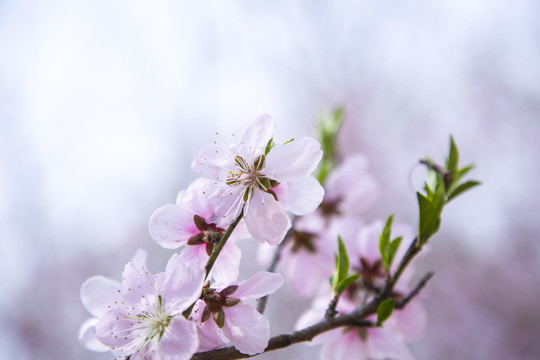 桃花枝