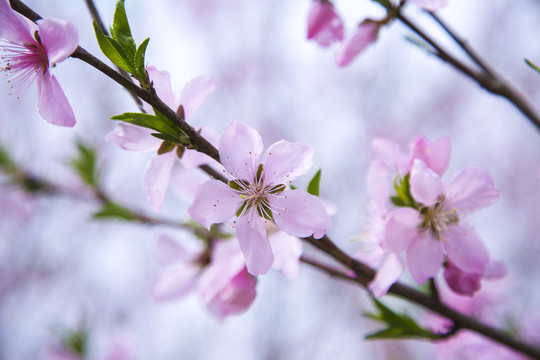 桃花枝