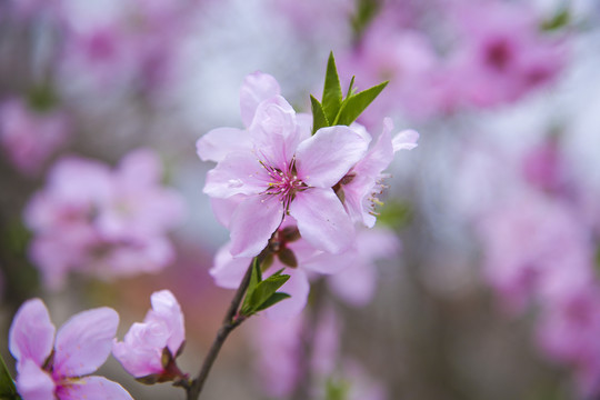 桃花开