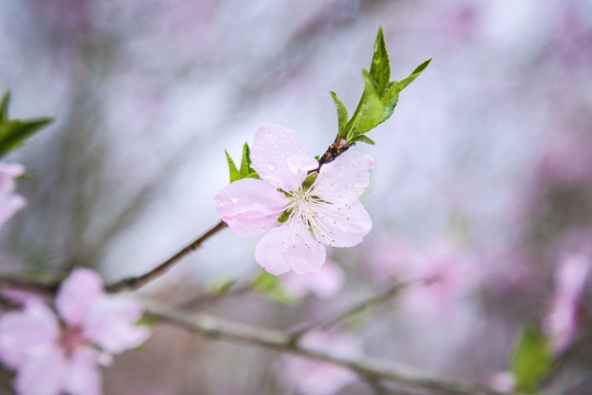 春分桃花