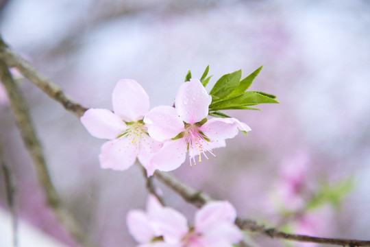 桃花枝