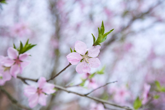 桃花枝