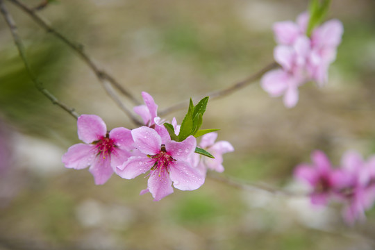 桃花开