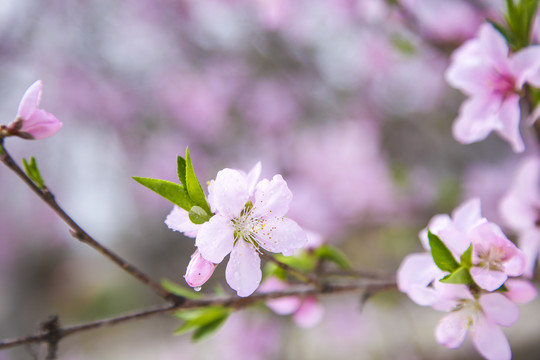 桃花枝