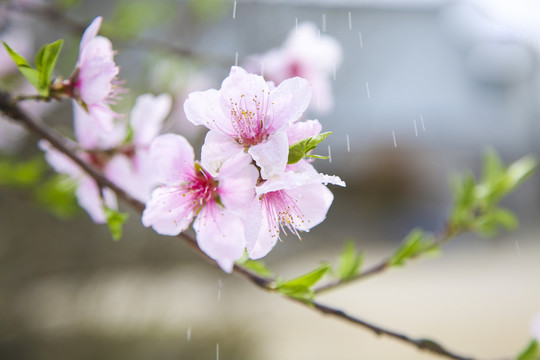 春分桃花