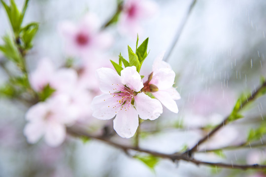 桃花花瓣