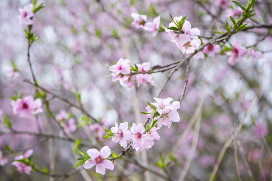 桃花源