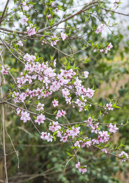 桃花林