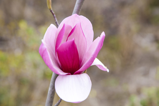 玉兰花开