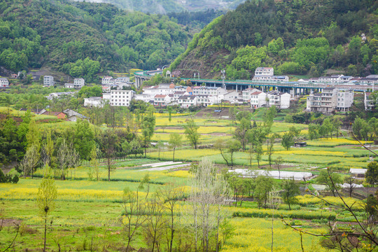 新乡村油菜花田