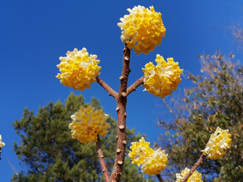 结香花