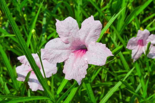 花卉摄影素材粉色蓝花草特写