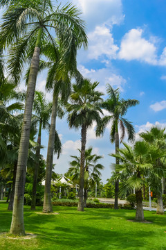 公园绿化棕榈树和草地摄影