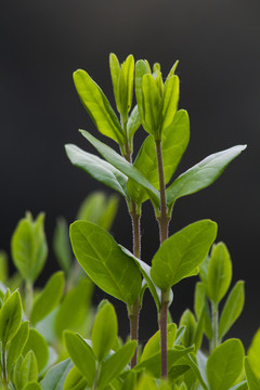 植物叶芽