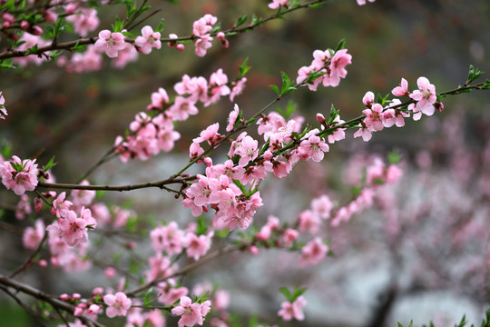 桃花