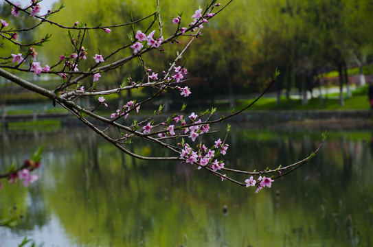 桃花