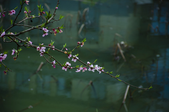 桃花