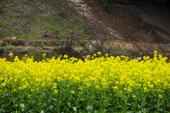 油菜花