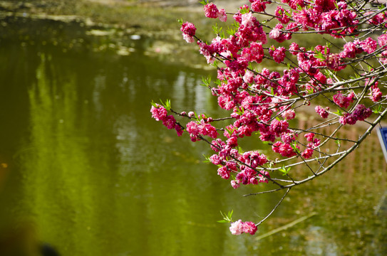 桃花