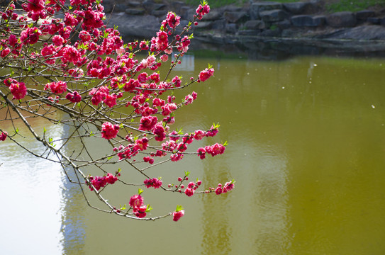 桃花