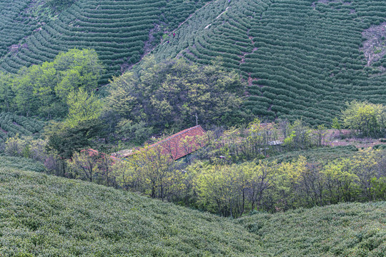 茶叶绿茶茶山基地