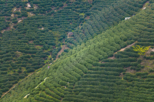 茶叶绿茶茶山基地