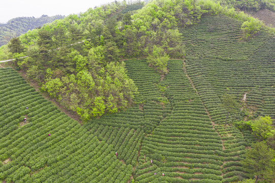 茶山茶叶基地