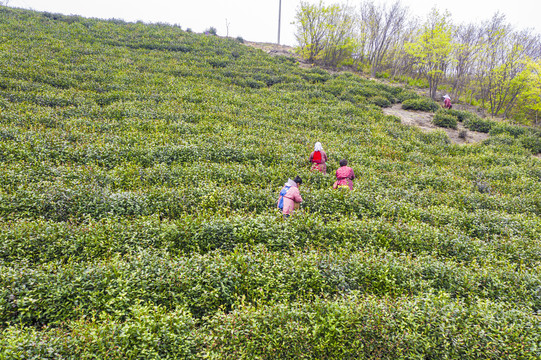 茶山茶叶基地