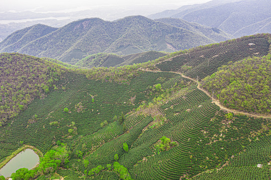 茶山茶叶基地