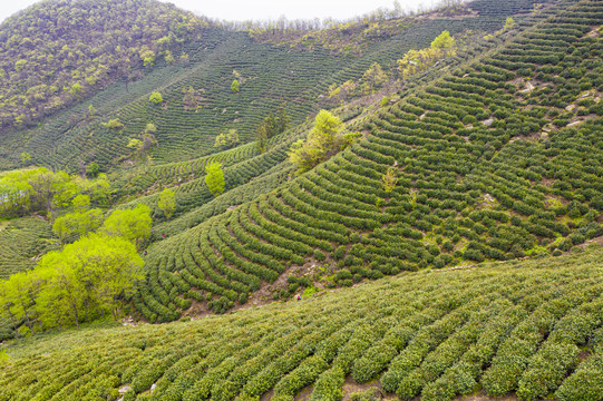 茶山茶叶基地