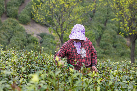 高山绿茶茶叶毛尖采摘