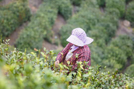 高山绿茶茶叶毛尖采摘