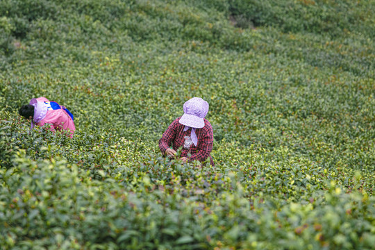 高山绿茶茶叶毛尖采摘