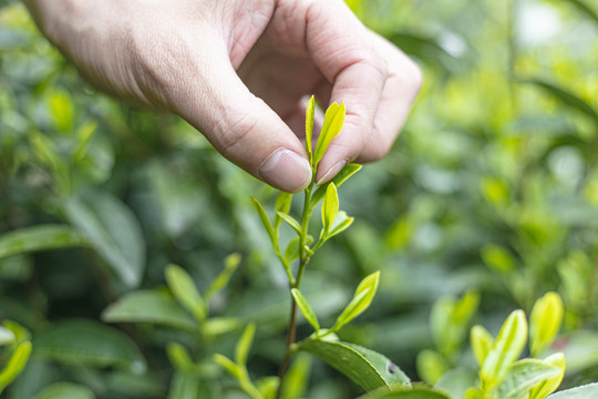 高山绿茶茶叶毛尖采摘