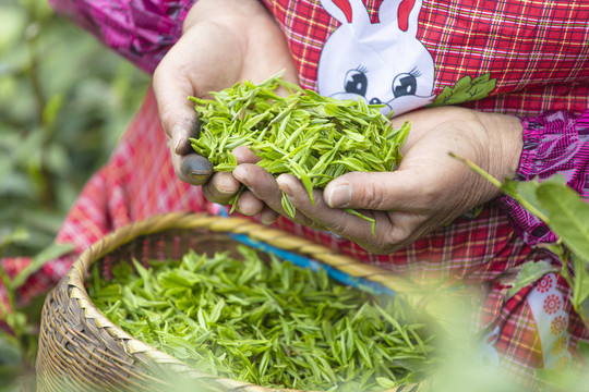 高山绿茶茶叶毛尖采摘