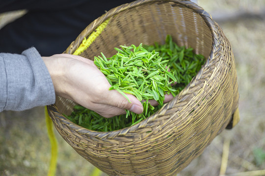 高山绿茶茶叶毛尖采摘