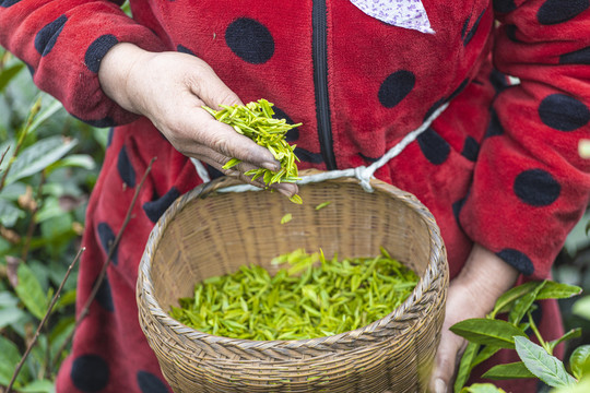 高山绿茶茶叶毛尖采摘