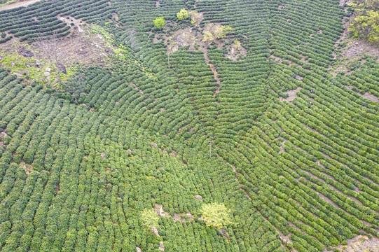 绿茶毛尖高山茶基地