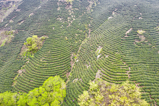 绿茶毛尖高山茶基地