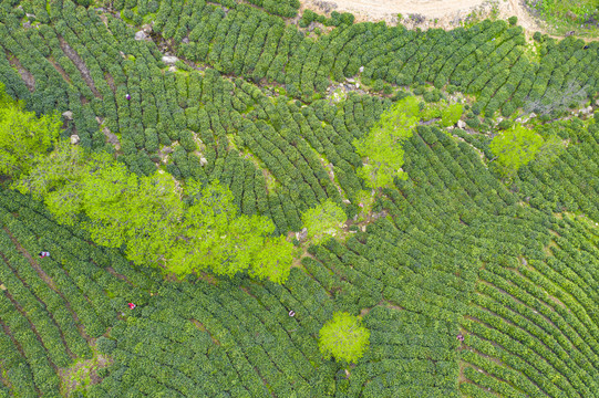 春茶茶叶绿茶茶山毛尖