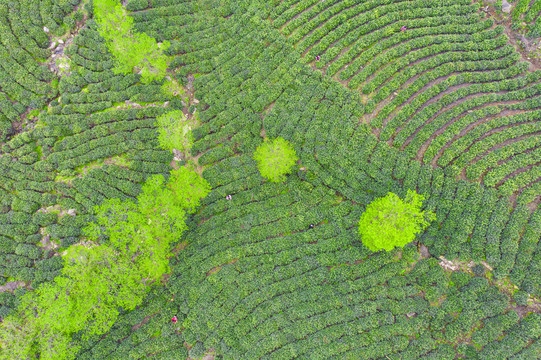 春茶茶叶绿茶茶山毛尖