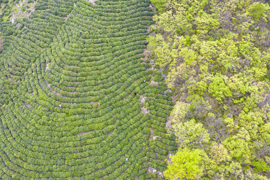 春茶茶叶绿茶茶山毛尖