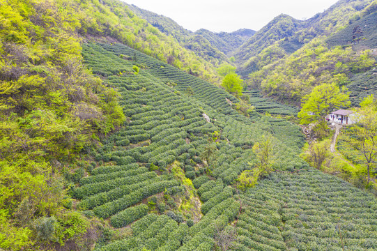 春茶茶叶绿茶茶山毛尖