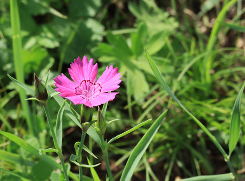 粉色野花石竹花