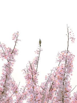 飞鸟立在樱花树上