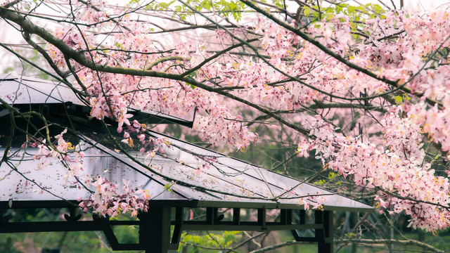 日本樱花富士山樱花唯美壁纸