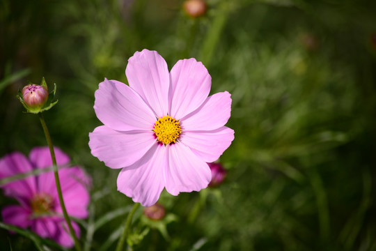 格桑花