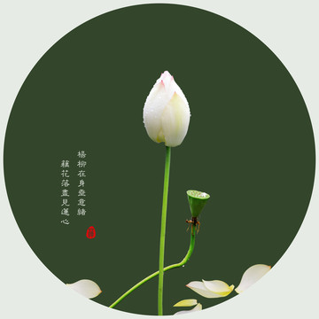 雨后荷韻