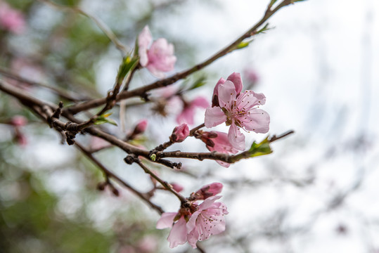 桃花