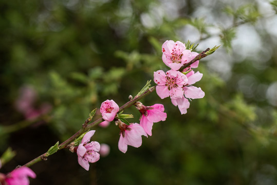 桃花